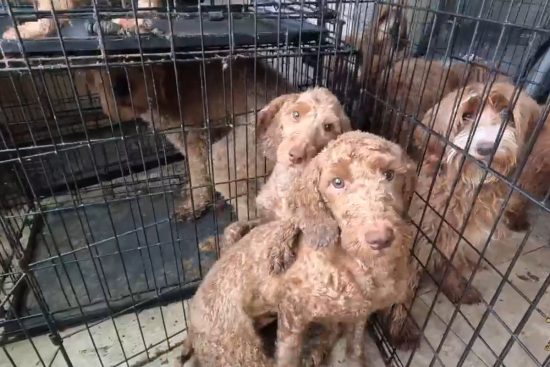 Más de 70 perros fueron rescatados de una vivienda en Arizona usada como criadero clandestino, donde vivían hacinados en condiciones deplorables.